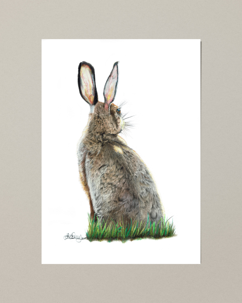 Morning Hare | Brown Hare | Fine Art Giclée Print