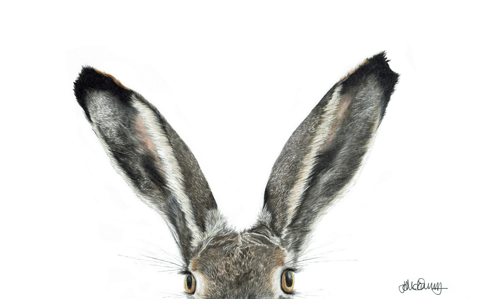 I'm All Ears | Brown Hare | Fine Art Giclée Print
