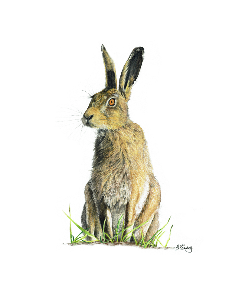 Poised | Brown Hare | Fine Art Giclée Print