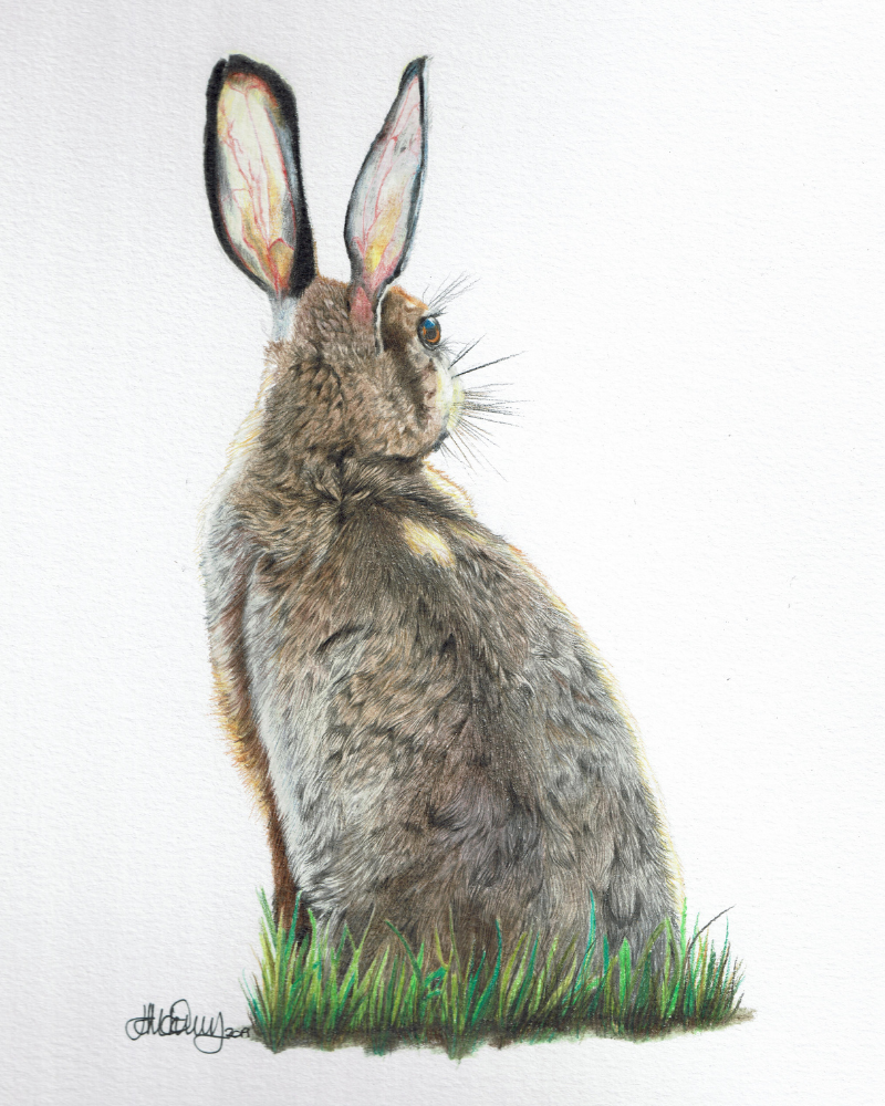Morning Hare | Brown Hare | Fine Art Giclée Print