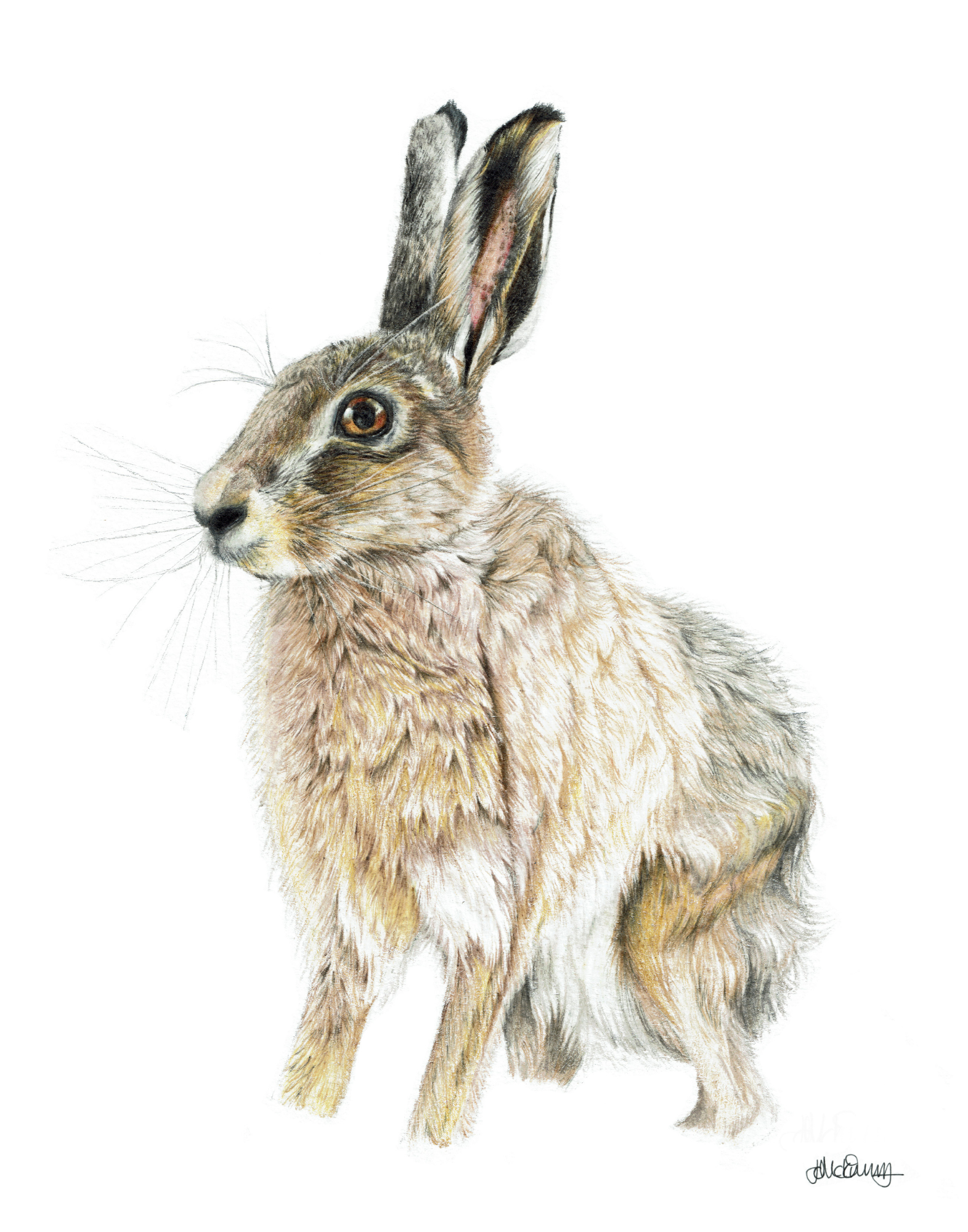 Augustus | Brown Hare | Fine Art Giclée Print