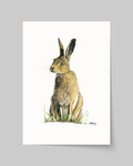 Poised | Brown Hare | Fine Art Giclée Print