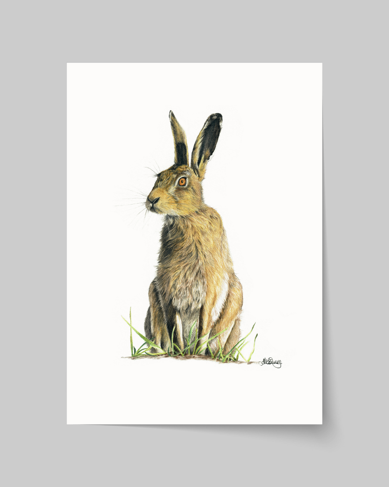 Poised | Brown Hare | Fine Art Giclée Print