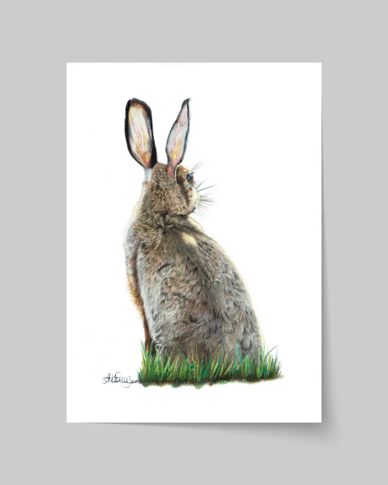 Morning Hare | Brown Hare | Fine Art Giclée Print