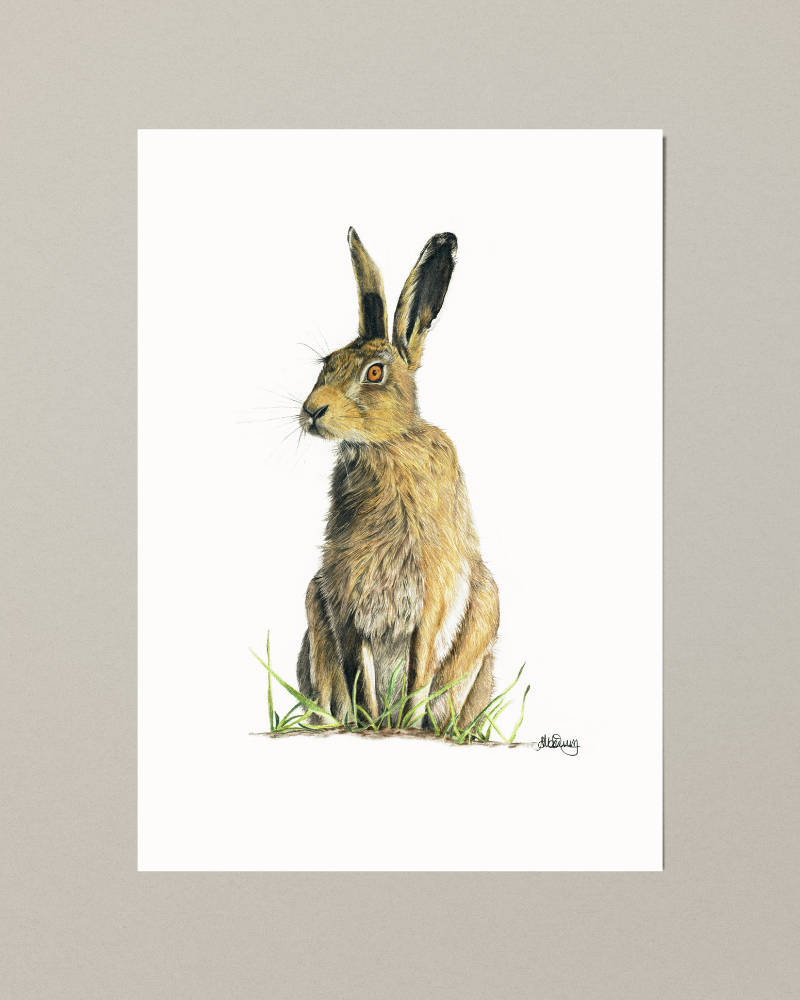 Poised | Brown Hare | Fine Art Giclée Print