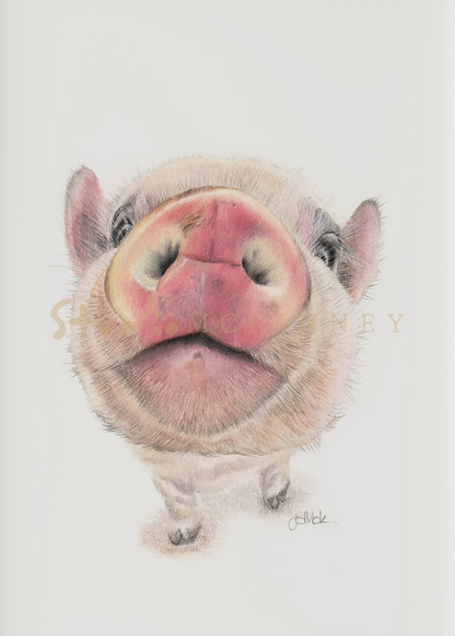 Petunia | Original Framed Artwork