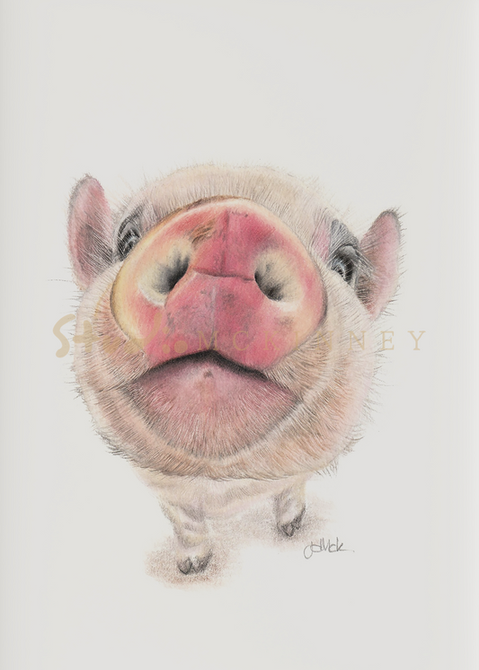 Petunia | Original Framed Artwork